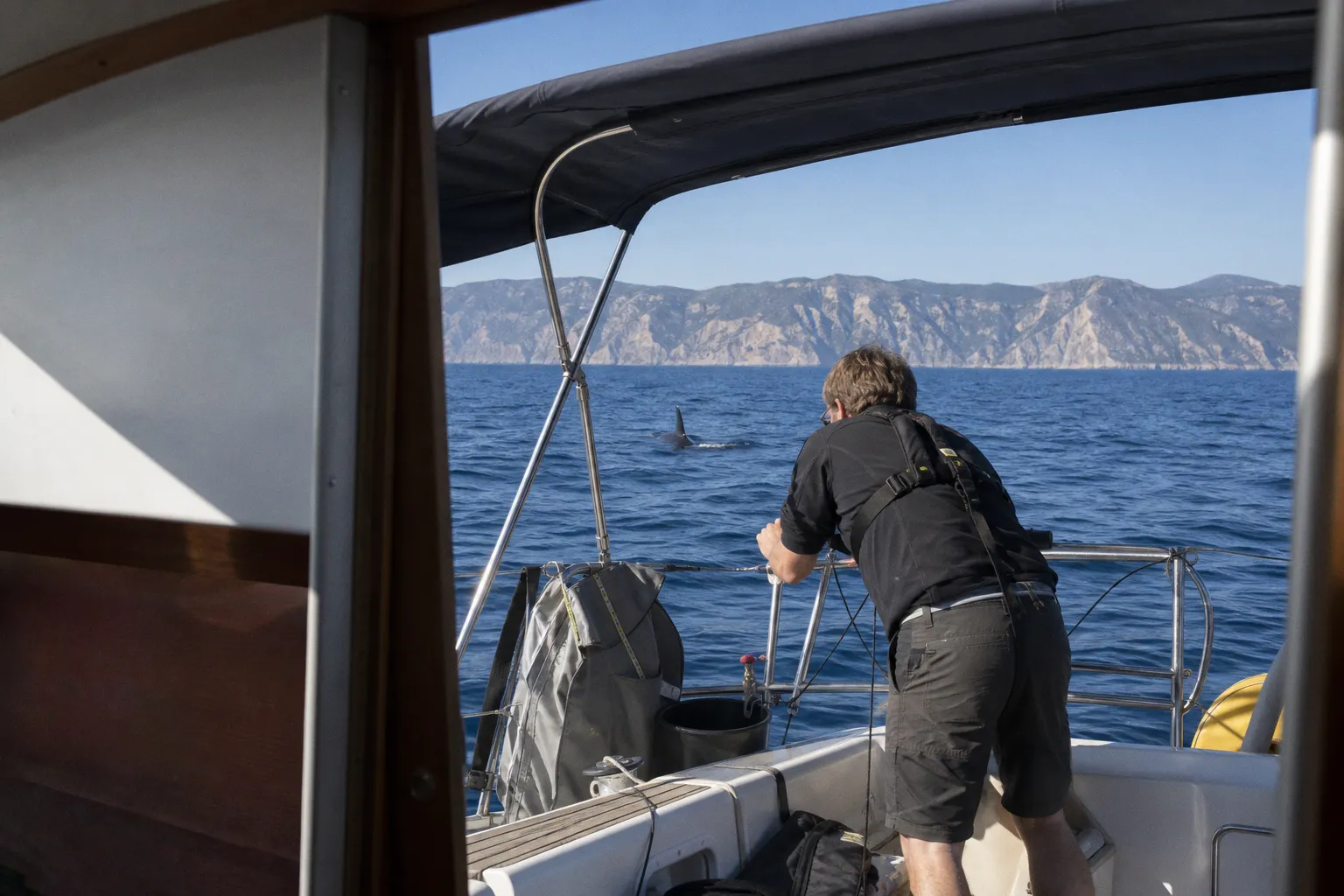 Orca-Kontakt vor Spanien: Warum Skipper bei der Minerva-Meldung besonnen bleiben müssen